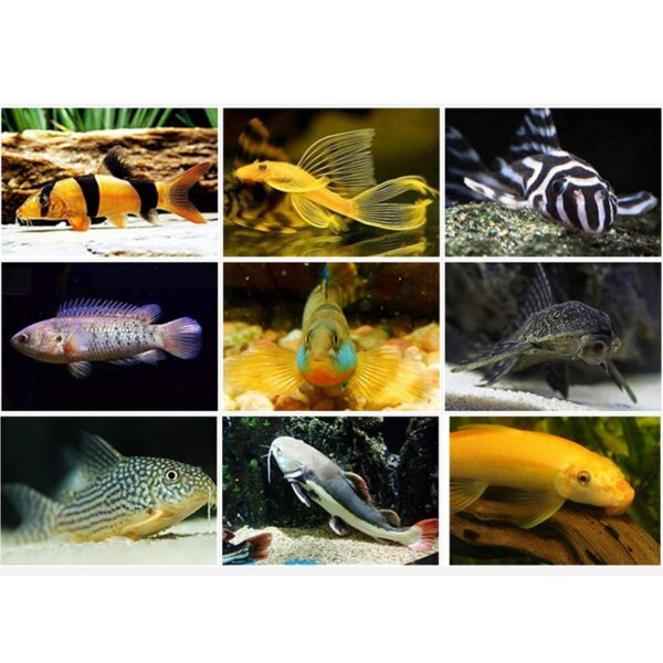 500ml Aquarium Benthic Fish Pleco Multi Wafer Suckermouth Catfish Bottom Fish Food
